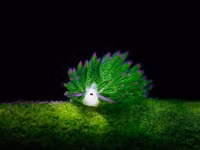 Vẻ đẹp hút hồn của 20 loài sên biển trên thế giới ảnh 15