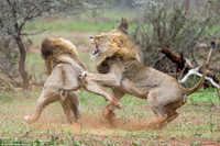 Sư tử đực chiến đấu điên cuồng để tranh giành bạn tình ảnh 6