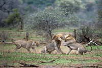 Sư tử đực chiến đấu điên cuồng để tranh giành bạn tình ảnh 1