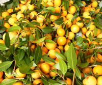 Ngọt ngào mứt thanh trà mùa Tết ảnh 2