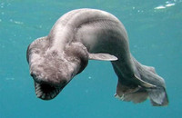 Ky thu nhung loai dong vat tung chung song voi khung long-Hinh-10