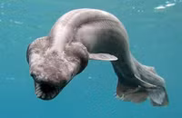 Ky thu nhung loai dong vat tung chung song voi khung long-Hinh-10