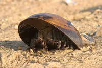 Ky thu nhung loai dong vat tung chung song voi khung long-Hinh-8