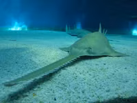 Ky thu nhung loai dong vat tung chung song voi khung long-Hinh-11