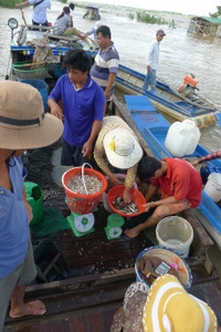 Rộn ràng chợ cá đồng mùa nước nổi ảnh 8