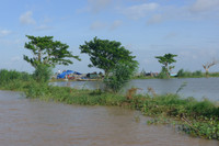 Rộn ràng chợ cá đồng mùa nước nổi ảnh 1