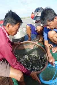 Rộn ràng chợ cá đồng mùa nước nổi ảnh 12