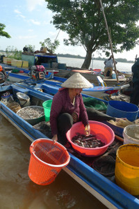 Rộn ràng chợ cá đồng mùa nước nổi ảnh 10