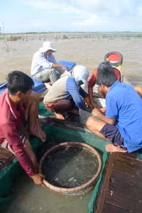 Rộn ràng chợ cá đồng mùa nước nổi ảnh 4 Rộn ràng chợ cá đồng mùa nước nổi ảnh 4