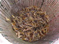 Rộn ràng chợ cá đồng mùa nước nổi ảnh 6