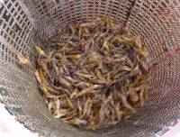 Rộn ràng chợ cá đồng mùa nước nổi ảnh 6 Rộn ràng chợ cá đồng mùa nước nổi ảnh 6