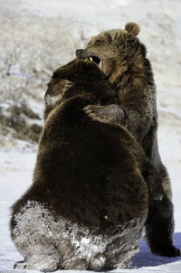 Nhìn gần cuộc đấu tay đôi khốc liệt giữa hai con gấu xám ảnh 5