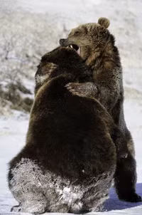 Nhìn gần cuộc đấu tay đôi khốc liệt giữa hai con gấu xám ảnh 5