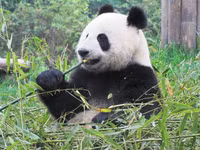 Thich thu hinh anh gau truc 