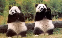 Thich thu hinh anh gau truc 