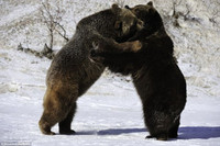 Nhìn gần cuộc đấu tay đôi khốc liệt giữa hai con gấu xám ảnh 6