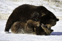 Nhìn gần cuộc đấu tay đôi khốc liệt giữa hai con gấu xám ảnh 3