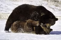 Nhìn gần cuộc đấu tay đôi khốc liệt giữa hai con gấu xám ảnh 3