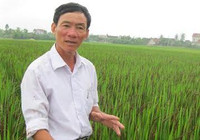 Lão nông xứ Nghệ và giấc mơ “phủ sóng” trà gạo thảo dược khắp thế giới ảnh 1