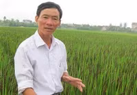 Lão nông xứ Nghệ và giấc mơ “phủ sóng” trà gạo thảo dược khắp thế giới ảnh 1