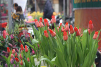 Chùm ảnh: Chợ hoa nổi tiếng nhất Hà Nội ngày giáp Tết - Ảnh 11