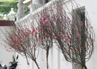 Chùm ảnh: Chợ hoa nổi tiếng nhất Hà Nội ngày giáp Tết - Ảnh 3