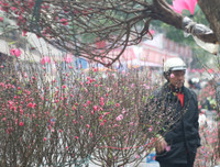 Chùm ảnh: Chợ hoa nổi tiếng nhất Hà Nội ngày giáp Tết - Ảnh 4