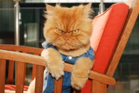 Vẻ đẹp “kinh hoàng” của con mèo giận dữ nhất thế giới ảnh 8