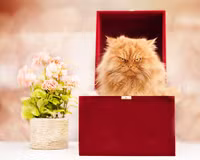 Vẻ đẹp “kinh hoàng” của con mèo giận dữ nhất thế giới ảnh 2