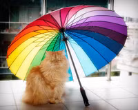 Vẻ đẹp “kinh hoàng” của con mèo giận dữ nhất thế giới ảnh 13