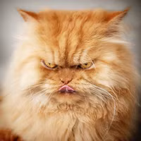 Vẻ đẹp “kinh hoàng” của con mèo giận dữ nhất thế giới ảnh 1