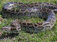 Trăn nuốt chửng linh dương khổng lồ trong nháy mắt ảnh 1