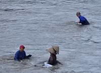 Hàng trăm đàn ông, phụ nữ lao xuống sông... mò “ngọc trai đen“ ảnh 5