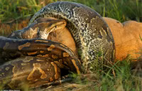 Trăn nuốt chửng linh dương khổng lồ trong nháy mắt ảnh 6