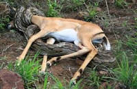 Trăn nuốt chửng linh dương khổng lồ trong nháy mắt ảnh 3