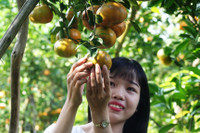 Vườn quýt hồng Lai Vung tấp nập khách ngày giáp Tết ảnh 7