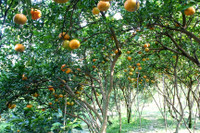 Vườn quýt hồng Lai Vung tấp nập khách ngày giáp Tết ảnh 1