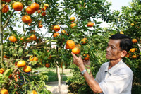 Vườn quýt hồng Lai Vung tấp nập khách ngày giáp Tết ảnh 3