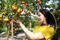 Vườn quýt hồng Lai Vung tấp nập khách ngày giáp Tết ảnh 5