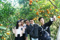 Vườn quýt hồng Lai Vung tấp nập khách ngày giáp Tết ảnh 6