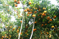 Vườn quýt hồng Lai Vung tấp nập khách ngày giáp Tết ảnh 4