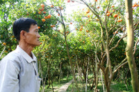 Vườn quýt hồng Lai Vung tấp nập khách ngày giáp Tết ảnh 2