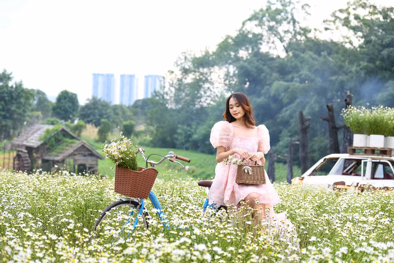 Với hoa cúc họa mi tại đây từ lúc nở đến lúc tàn khoảng 25-30 ngày. Cúc họa mi bất ngờ nở rộ trước 1 tháng, giới trẻ kéo nhau đến 'check-in'
