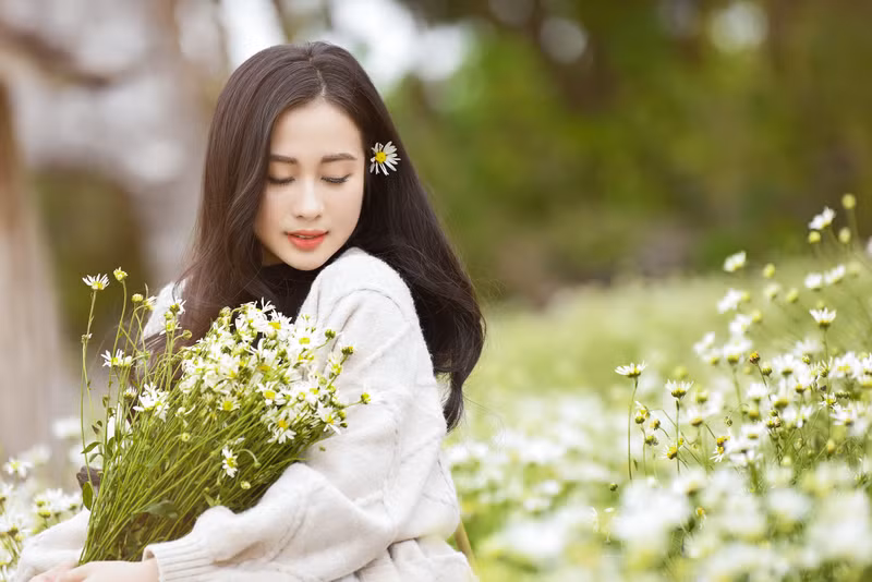 Tuy nhiên, theo đại diện Thảo nguyên Hoa cho biết, nắm được nhu cầu chụp ảnh của giới trẻ nên chủ vườn đã cho ươm trồng sớm, vì vậy hoa nở sớm hơn mọi năm gần 1 tháng. Cúc họa mi bất ngờ nở rộ trước 1 tháng, giới trẻ kéo nhau đến 'check-in'