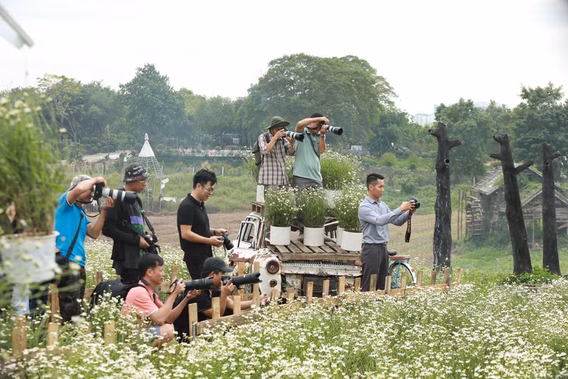 Đây là địa điểm cúc họa mi nở sớm nhất Hà Nội nên rất đông những thợ ảnh và người yêu hoa đã có mặt vào những ngày cuối tuần. Cúc họa mi bất ngờ nở rộ trước 1 tháng, giới trẻ kéo nhau đến 'check-in'
