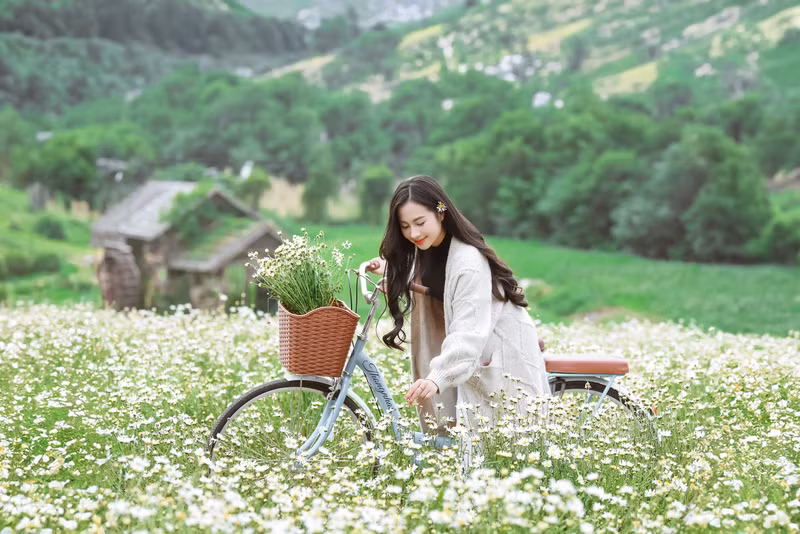 Năm nay chủ vườn không còn trồng luống mà trồng theo bạt để cảnh rộng hơn và góc chụp đẹp hơn. Cúc họa mi bất ngờ nở rộ trước 1 tháng, giới trẻ kéo nhau đến 'check-in'