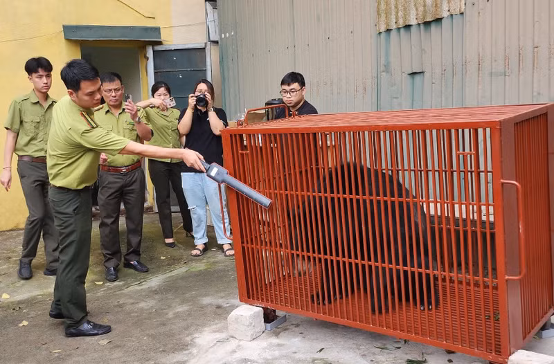 Gấu ngựa có tình trạng sức khỏe tương đối tốt, hai gấu đực và một gấu cái, được đặt tên theo các loài hoa bền bỉ, chịu đựng giá rét và vươn mình trong mùa xuân là Daffodil (Thủy Tiên), Snowdrop (Xuyên tuyết), Primrose (Anh Thảo). Cứu hộ 3 gấu ngựa từ Hà Nội về Bạch Mã