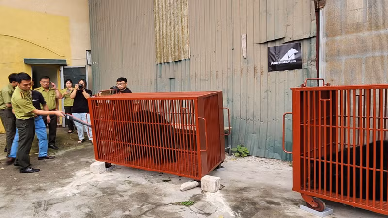 Ông T - chủ gấu cho biết: “Thông qua công tác tuyên truyền, vận động của các cơ quan chức năng, các thành viên trong gia đình tôi nhất trí làm đơn tự nguyện giao nộp cho Nhà nước". Cứu hộ 3 gấu ngựa từ Hà Nội về Bạch Mã