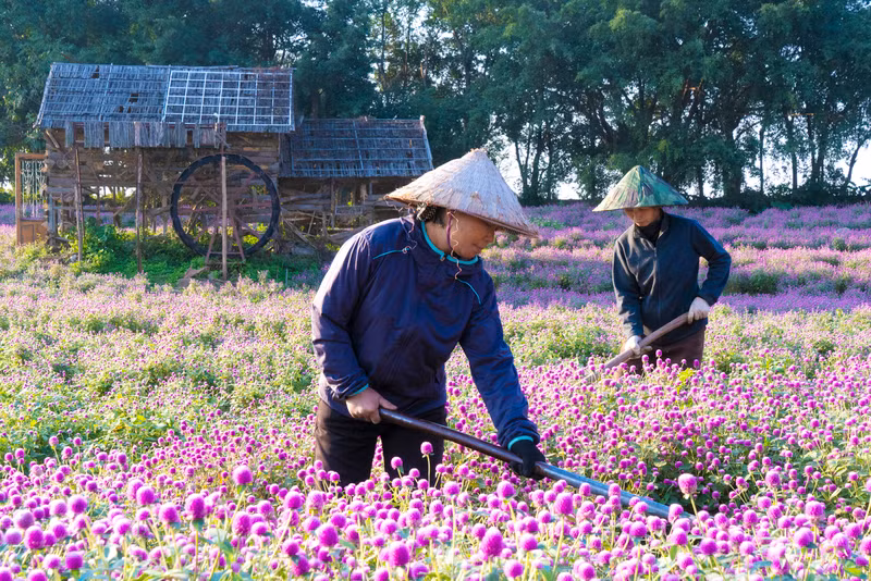 Đẹp ngỡ ngàng cánh đồng hoa bách nhật nở rộ như trời Âu giữa lòng Hà Nội