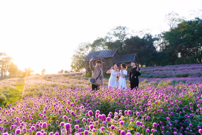 Đẹp ngỡ ngàng cánh đồng hoa bách nhật nở rộ như trời Âu giữa lòng Hà Nội